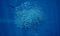 Abzû Poster 14930