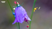 Pikmin Poster 60244