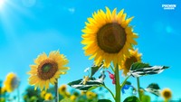 Pikmin Poster 60246